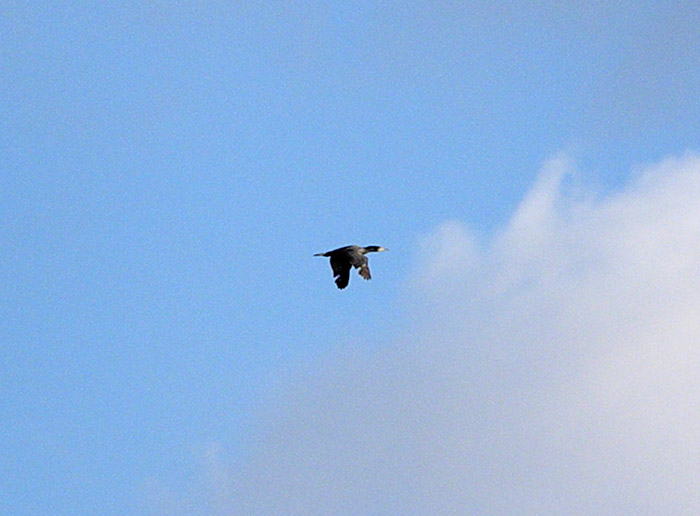 Due Passeriformi e un (forse) Pelecaniforme